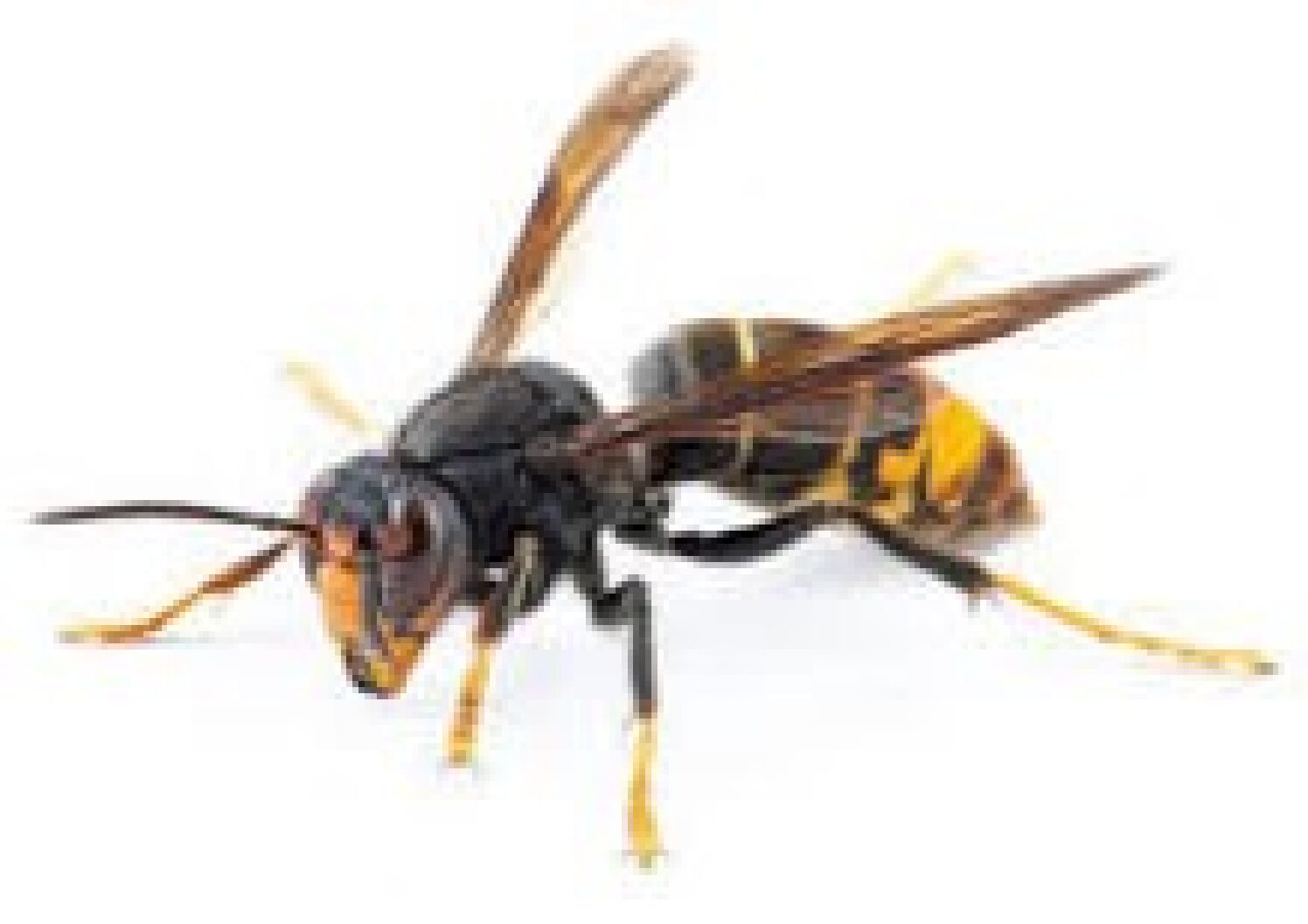 Signale ton frelon !